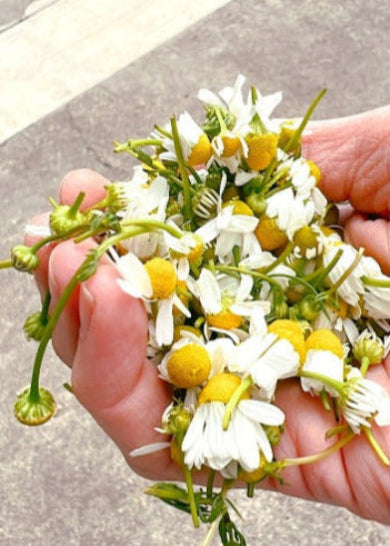 I’m sunny (chamomile) aMYLK